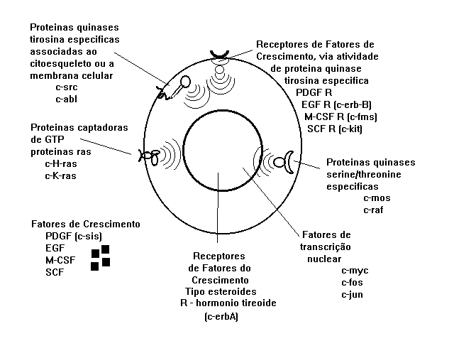 Fases do ciclo celular (artigo)